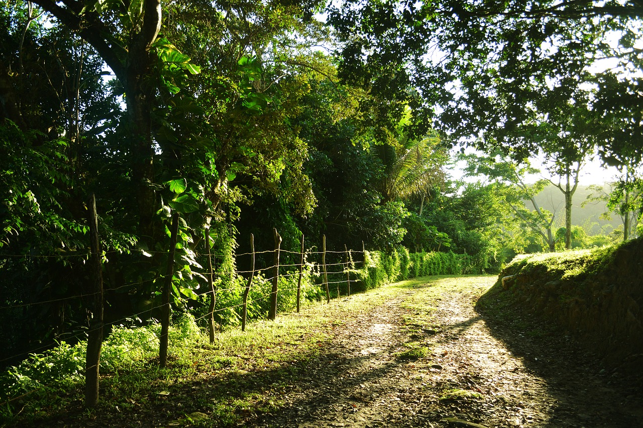 green tree forest free photo