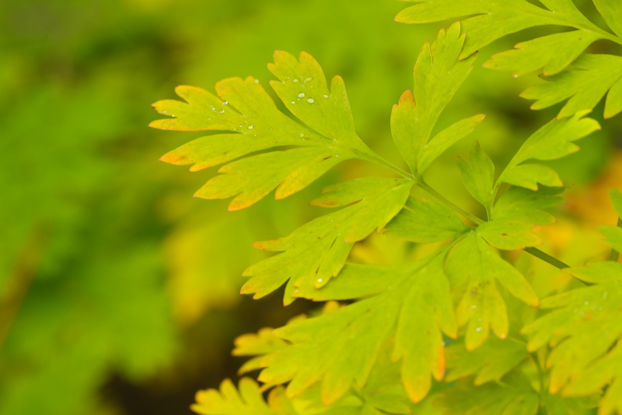 green leaf yellow free photo