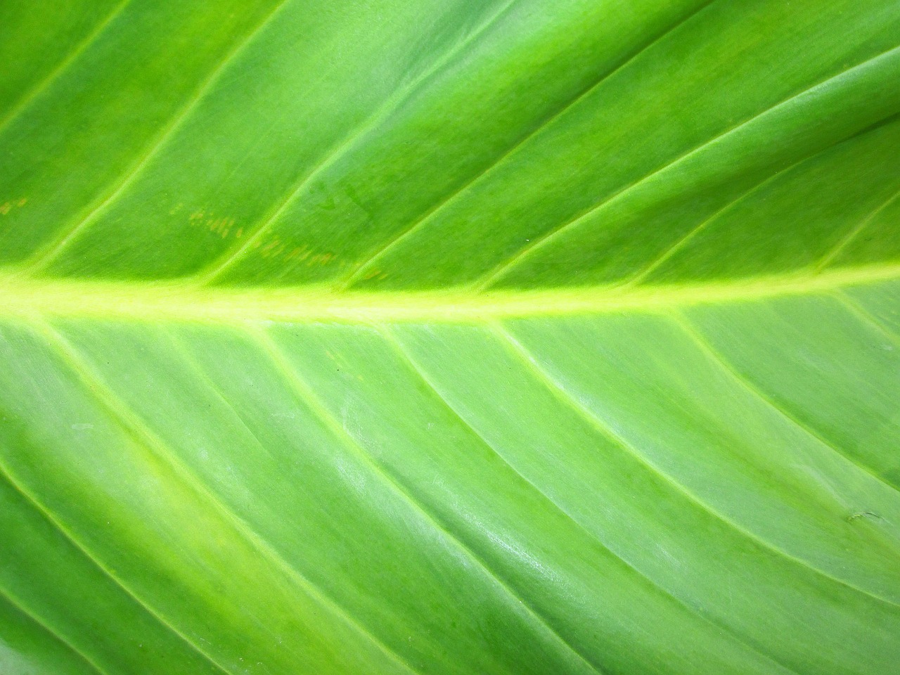 green green leaf tree free photo