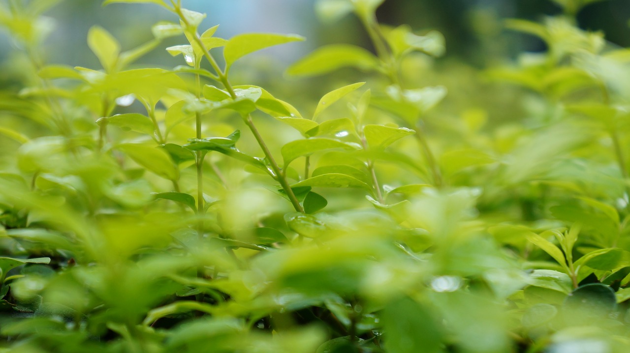 green grass rain free photo