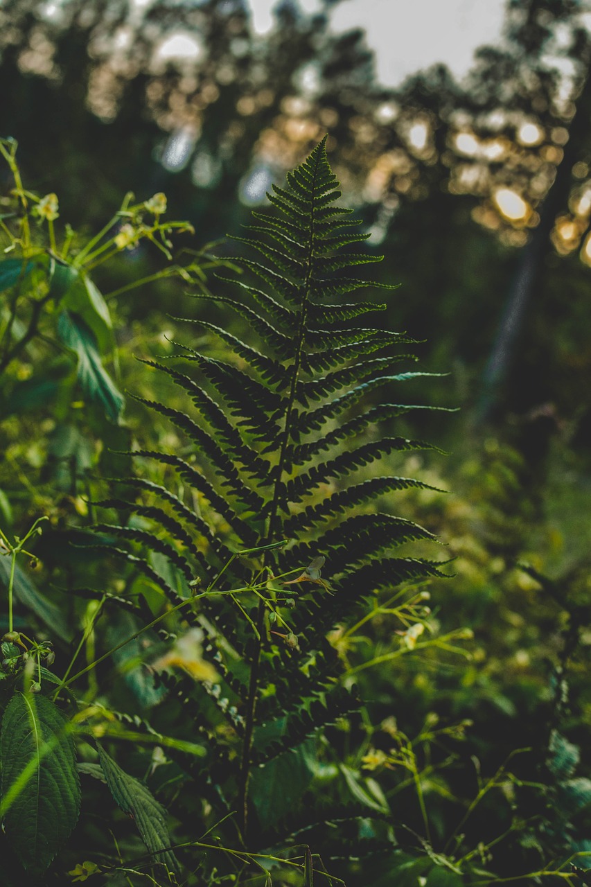 green forest leaf free photo