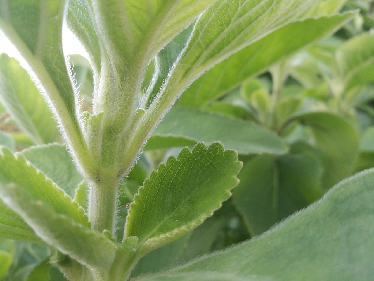 green leaf soft green free photo