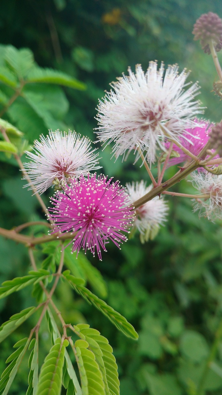 green leafs pink white free photo