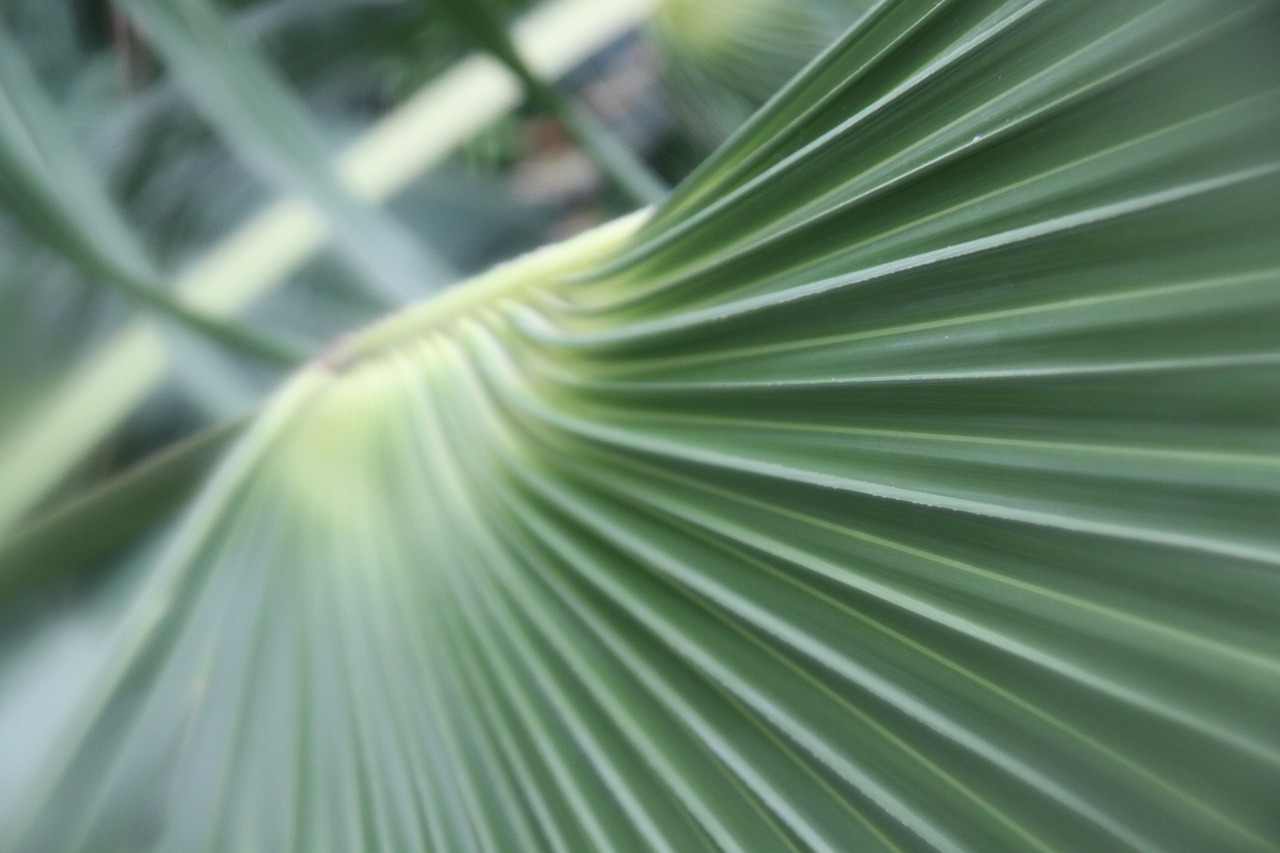 green plant palm leaf free photo