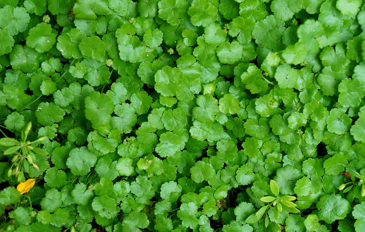 green green leaf background free photo