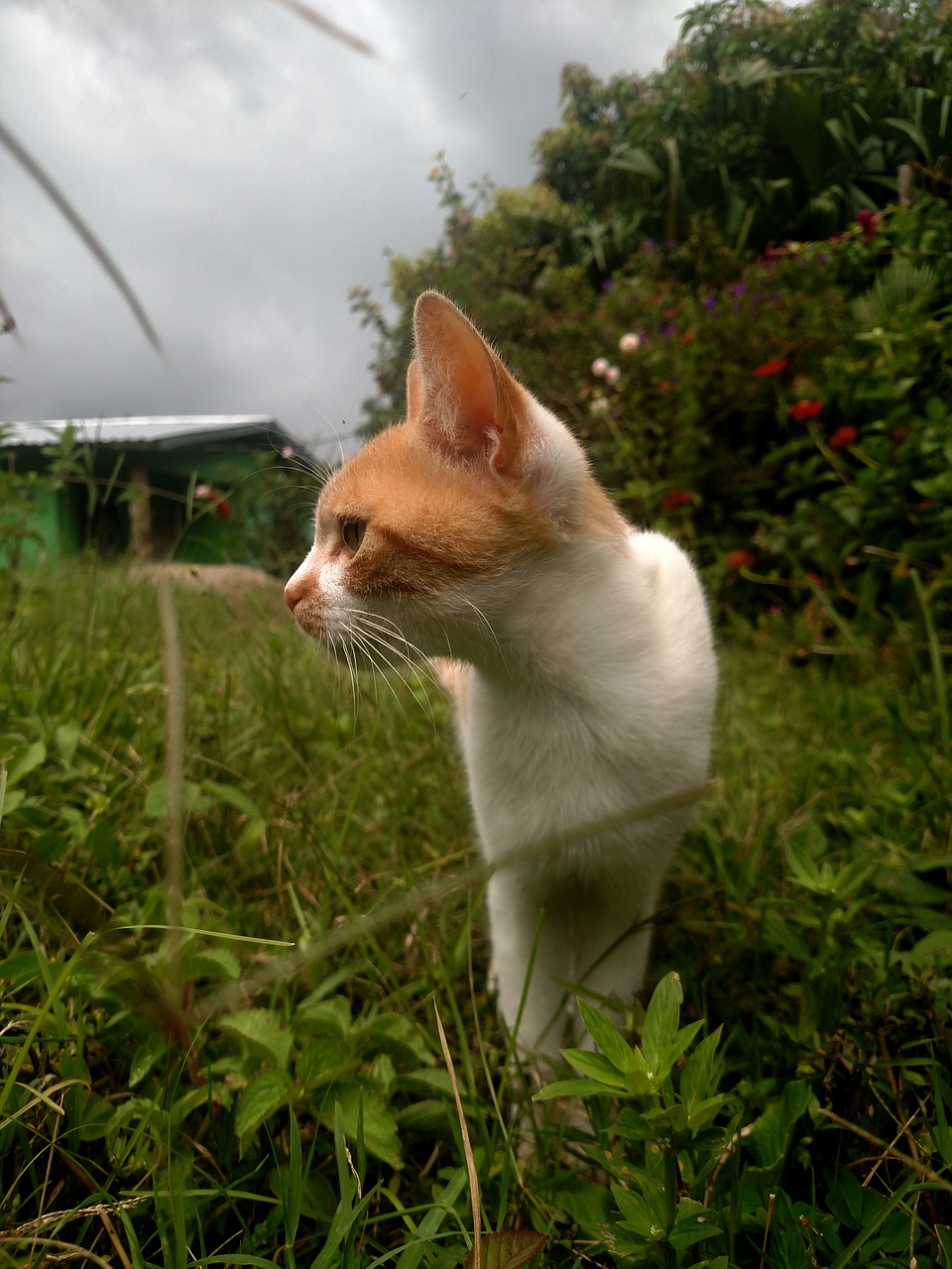 green cat pet free photo