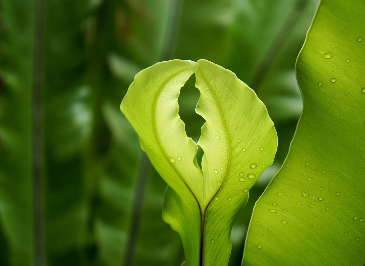 green fern natural free photo