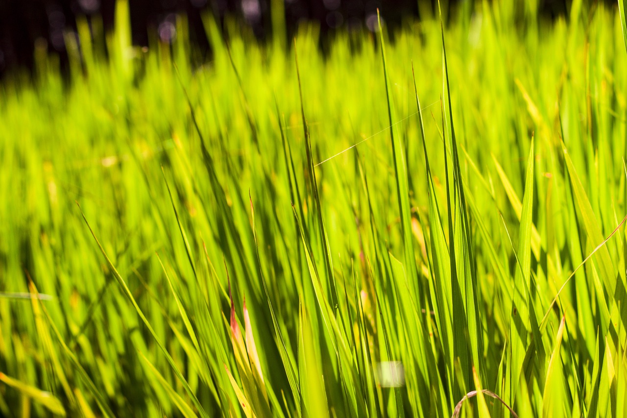 green grass nature free photo