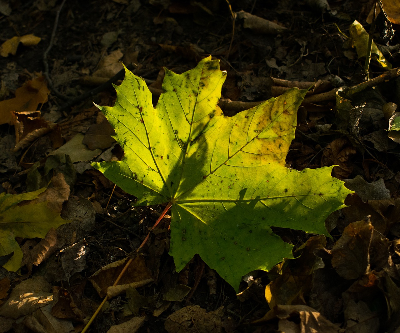 green sheet autumn free photo