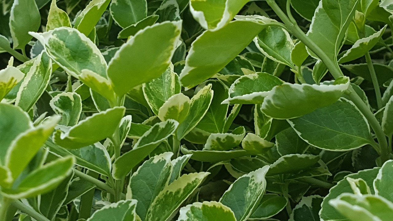 green flowers nature free photo