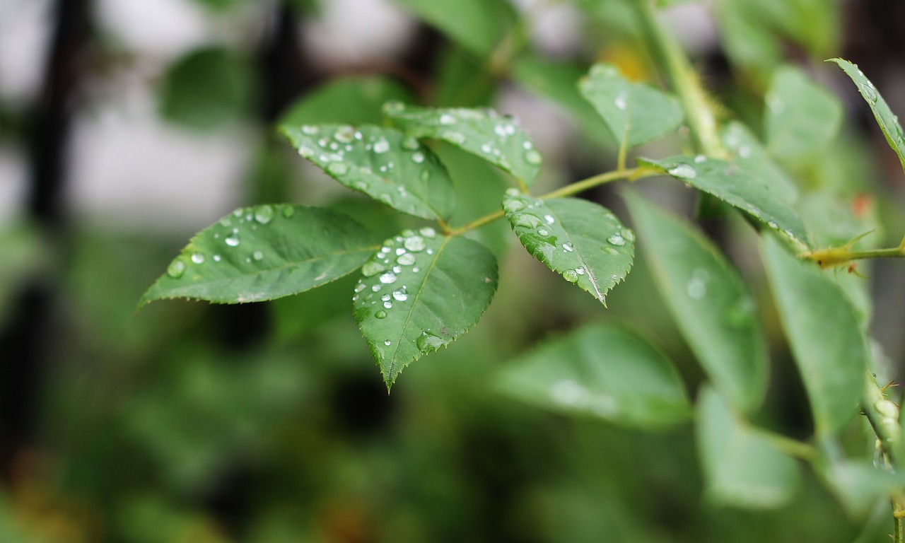 green tree raindrop free photo