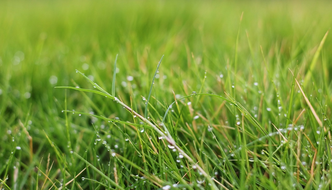 green grass dewdrops free photo