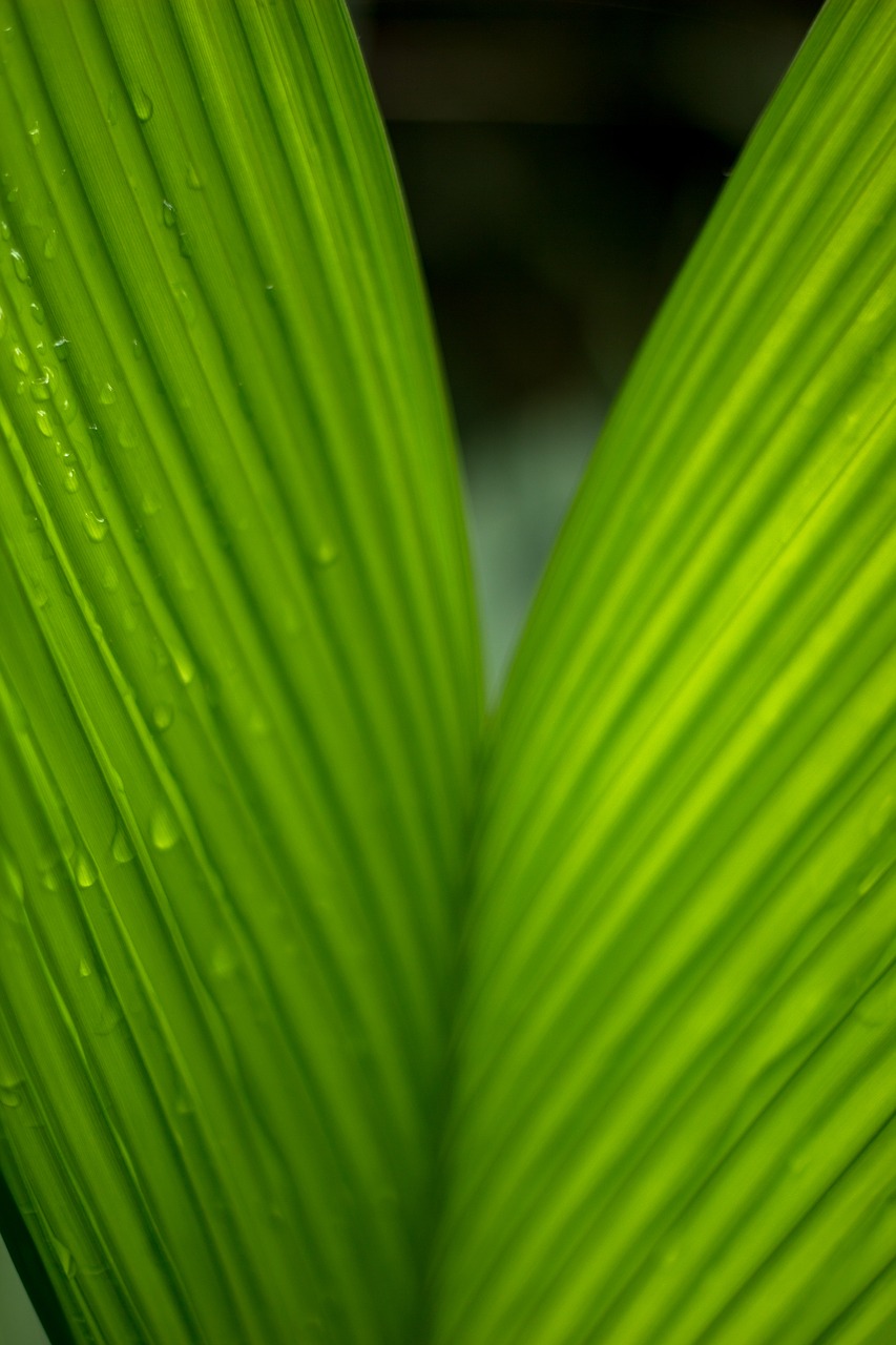 green leaf nature free photo