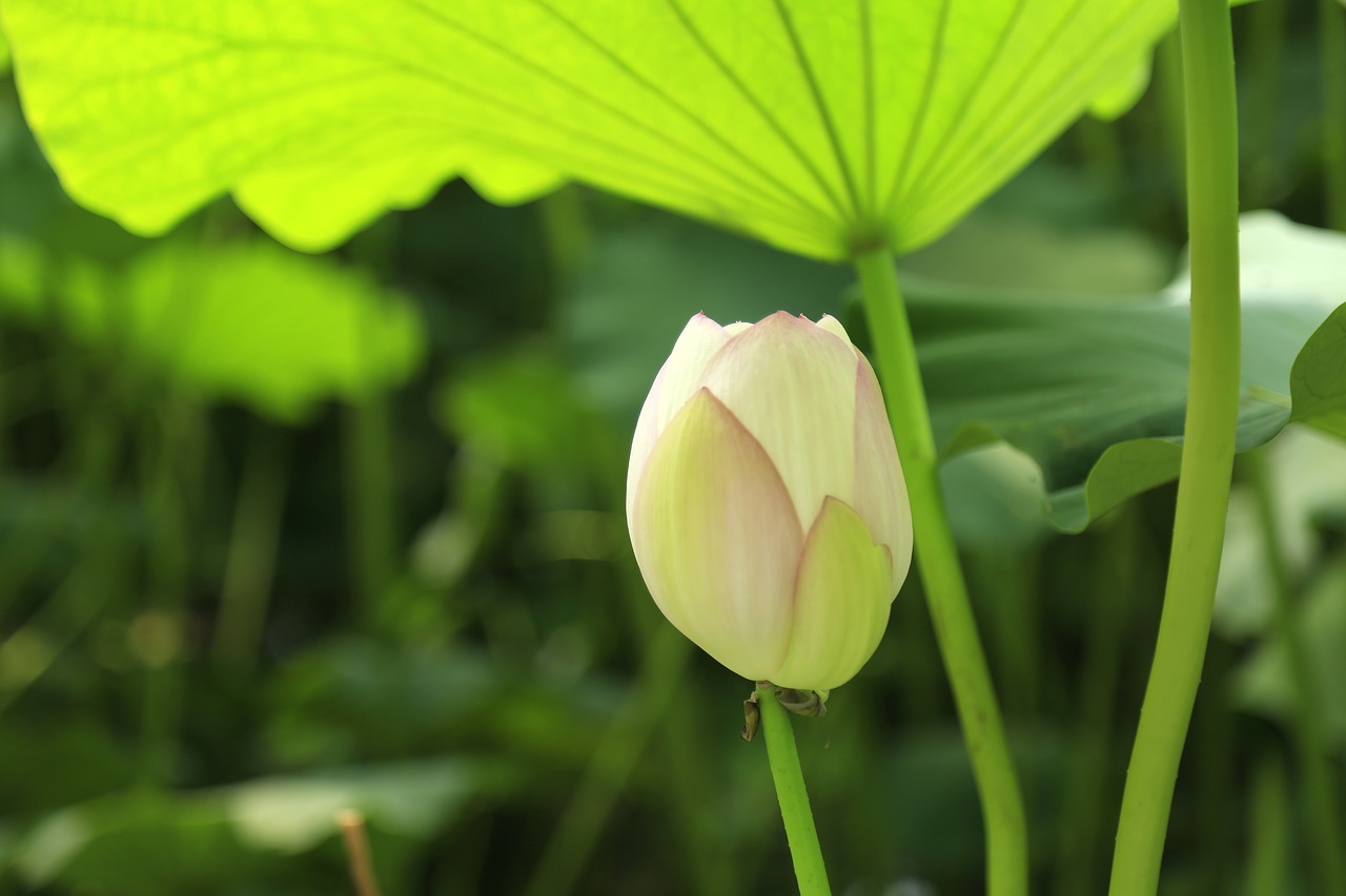 green lotus lotus leaf free photo