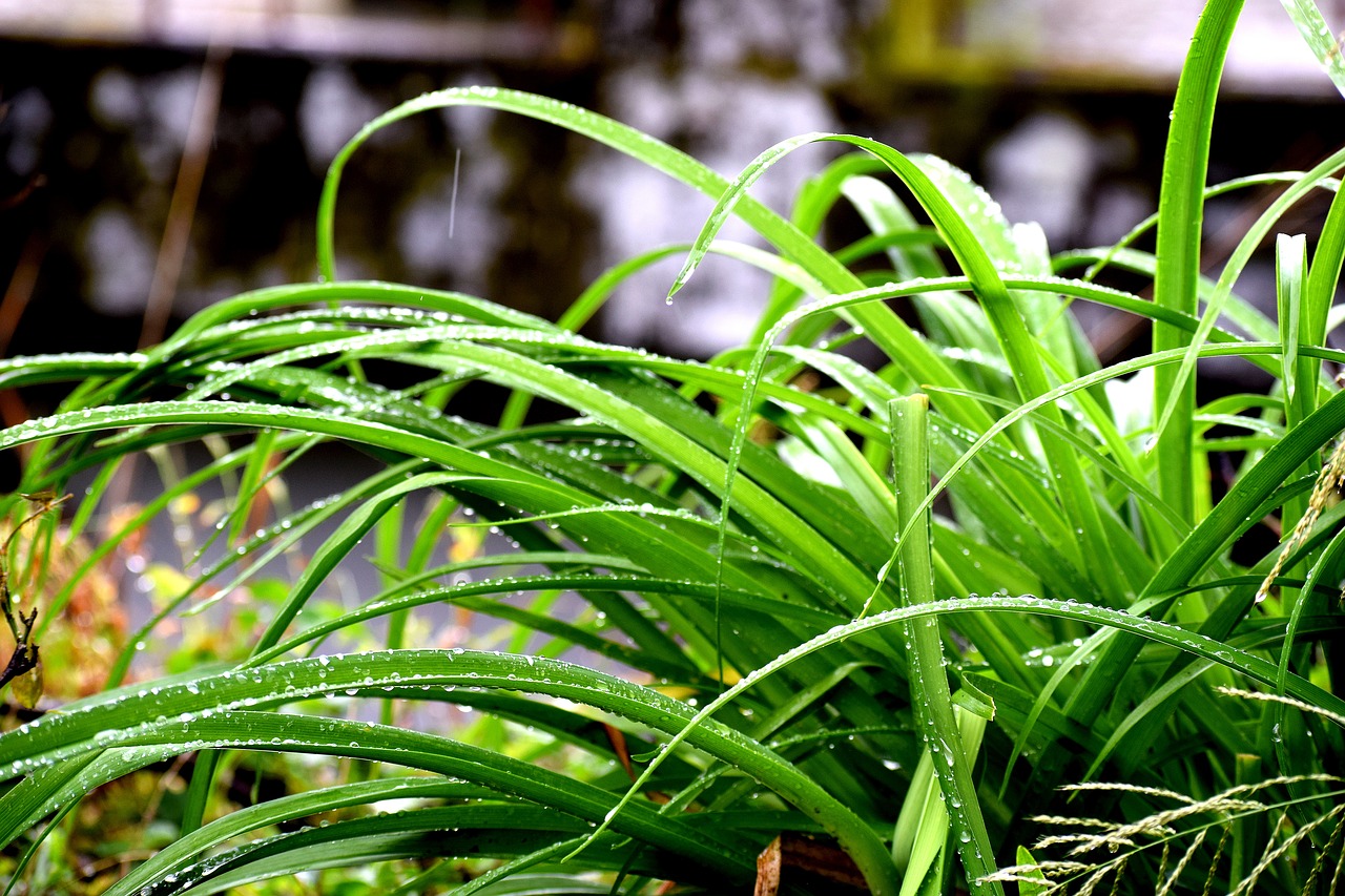 green grass nature free photo