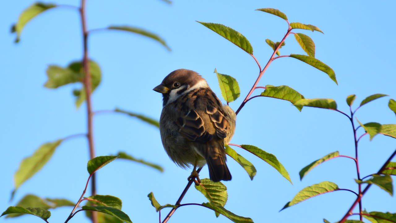 green blue the sparrow free photo