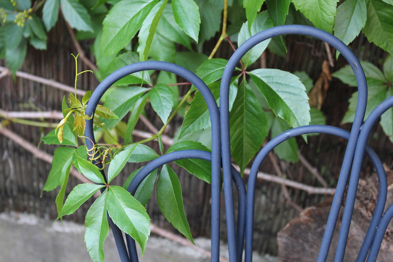 green vines foliage free photo