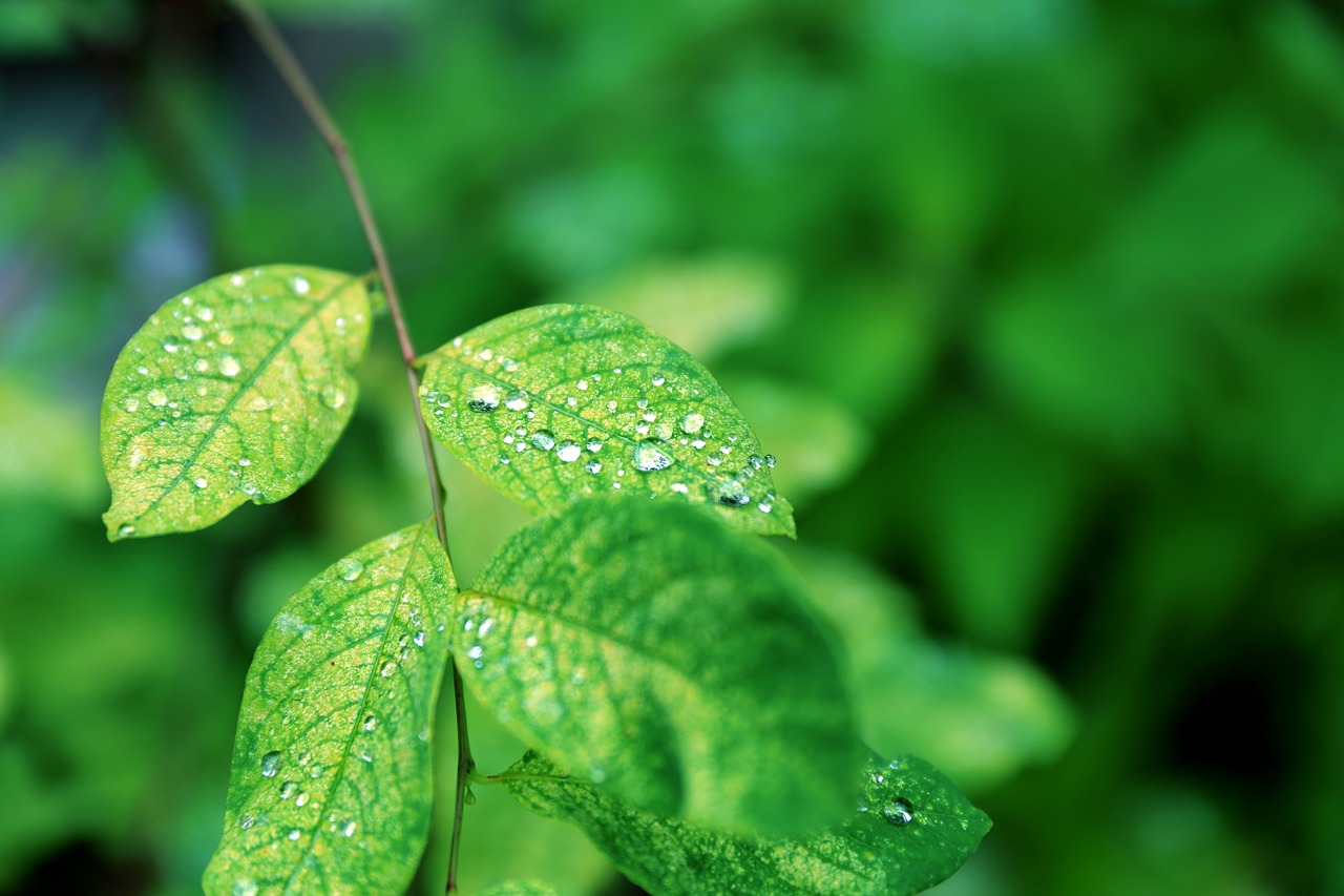 green the leaves free pictures free photo