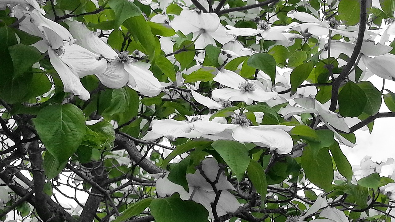 green white flowers close-up free photo