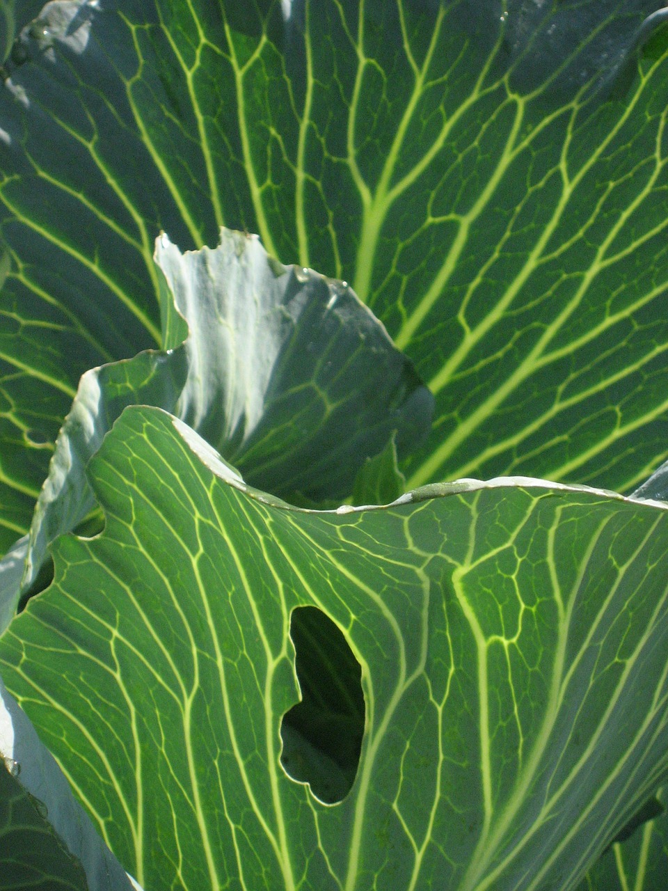 green kohl leaves free photo