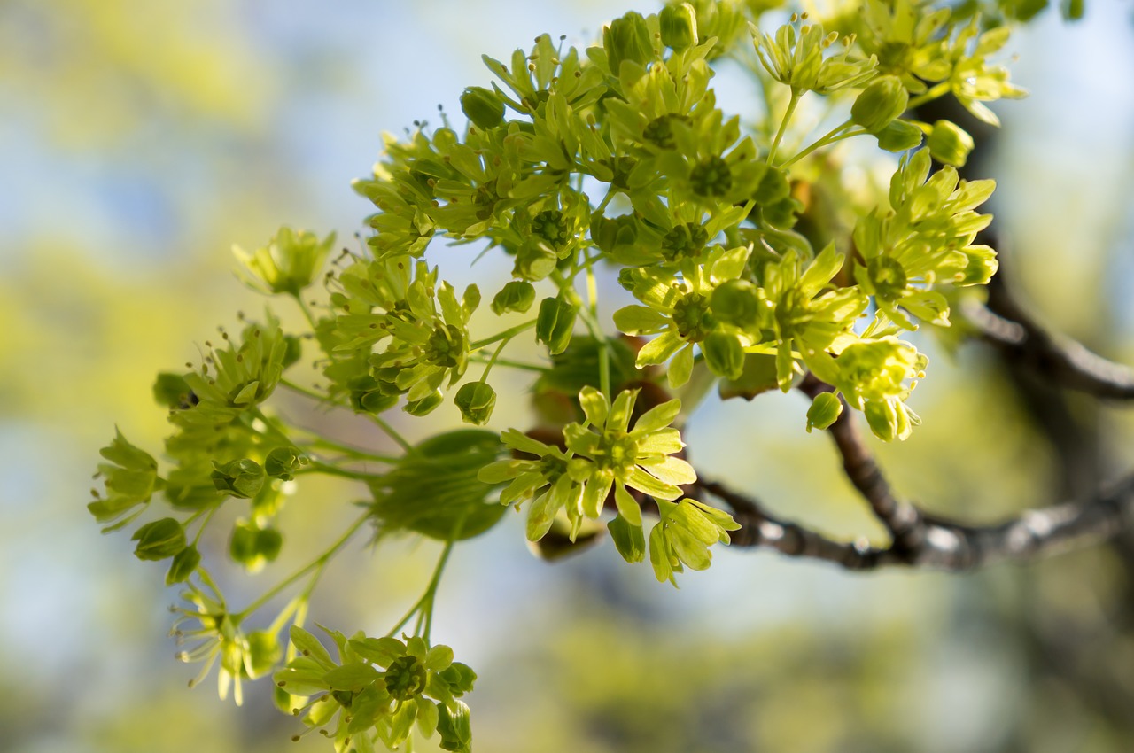 green maple flowers plants free photo