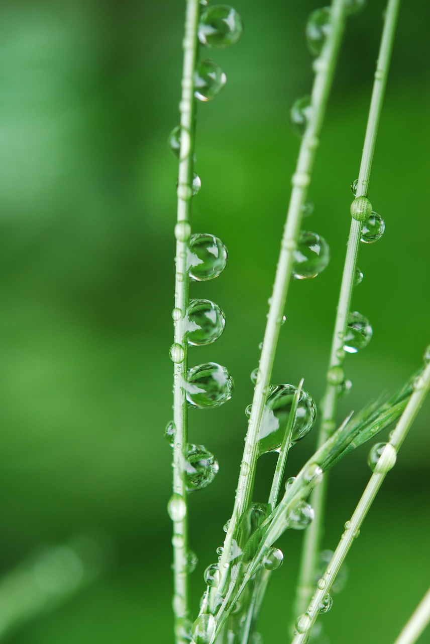 green grass water drops free photo