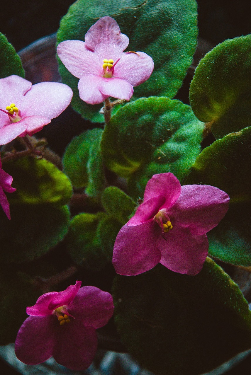 green flower nature free photo