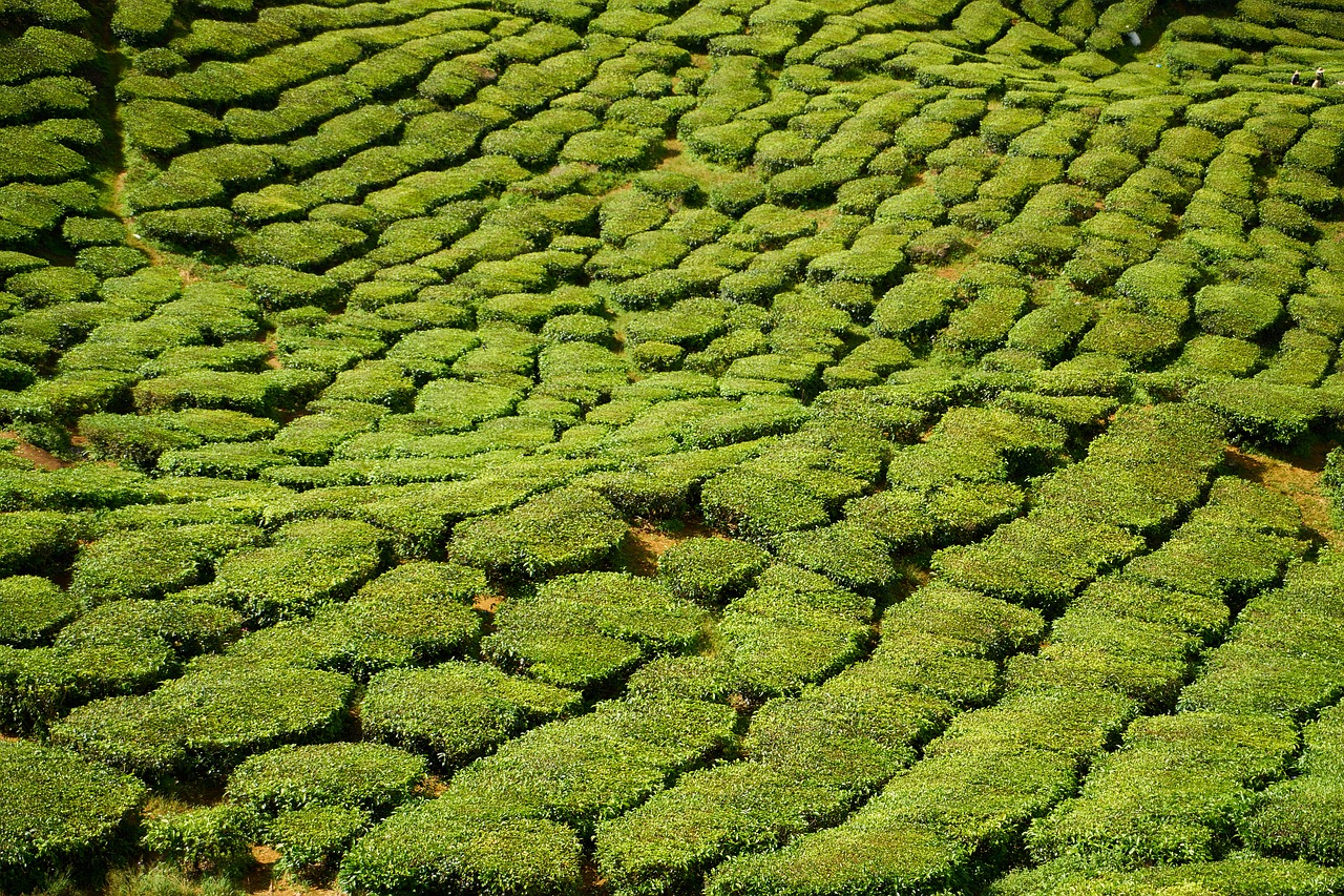 green the tea plantations field free photo