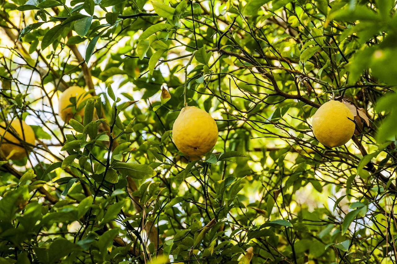 green lime fruit free photo