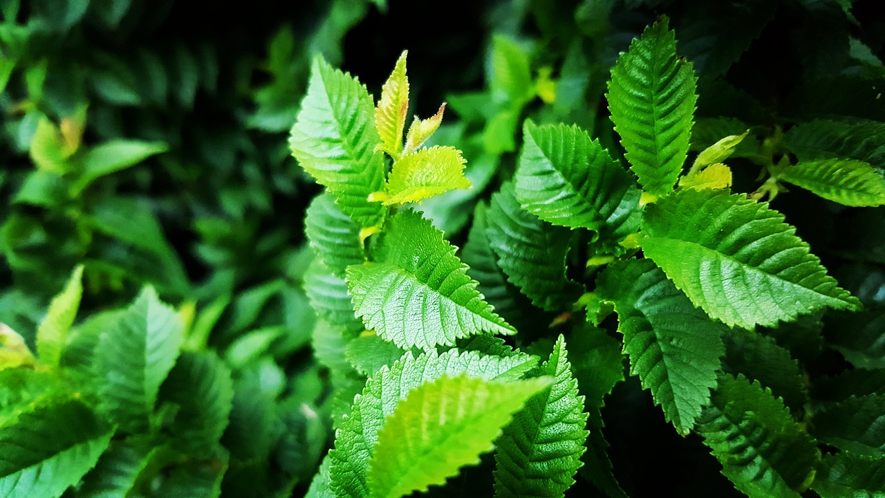 green foliage wood free photo