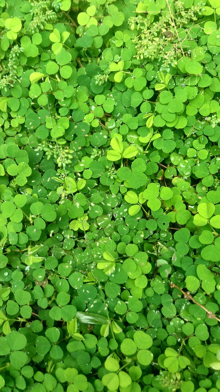 green leaves natural free photo