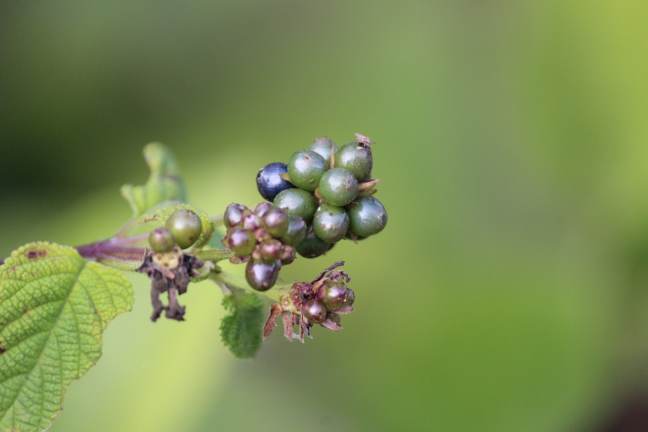 green nature fruit free photo