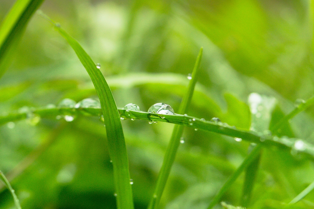 green dew nature free photo