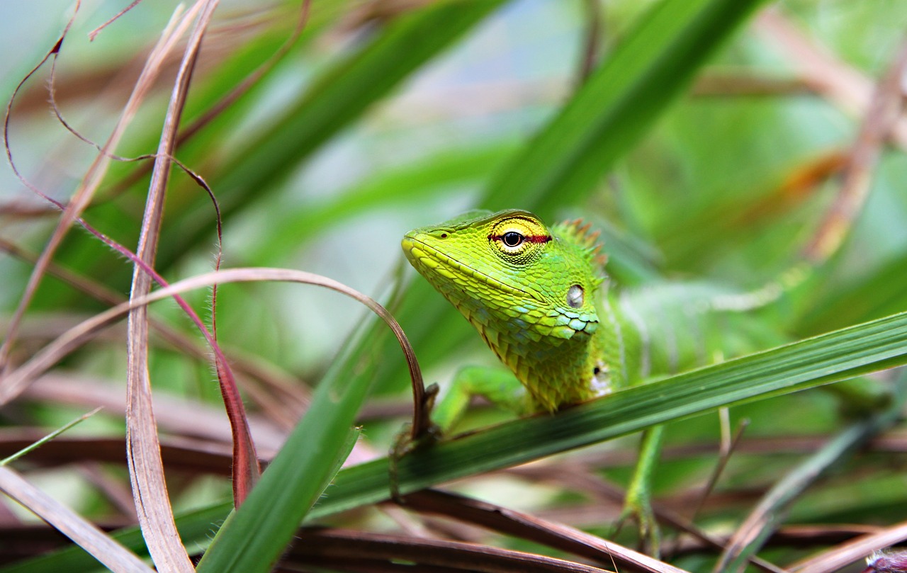 green lizard reptile free photo