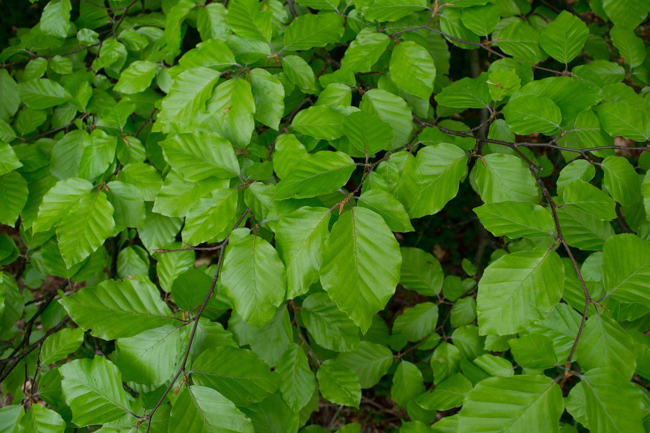 green leaves foliage free photo