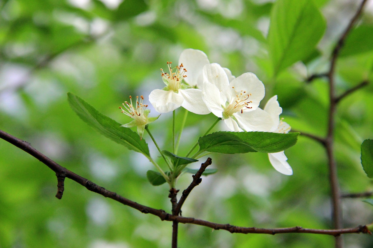 green begonia flower fresh free photo