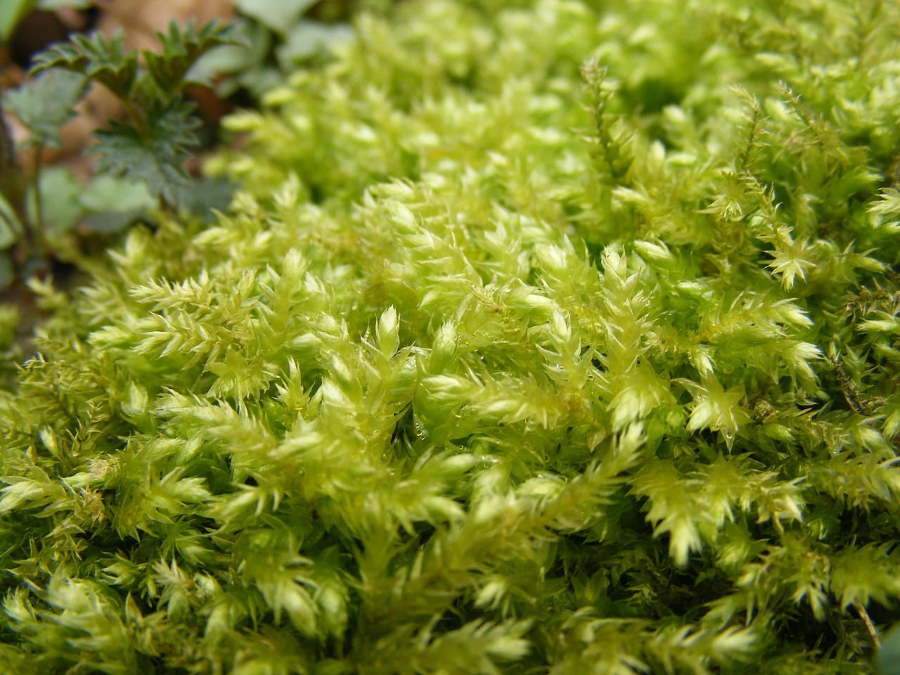 green moss stone free photo