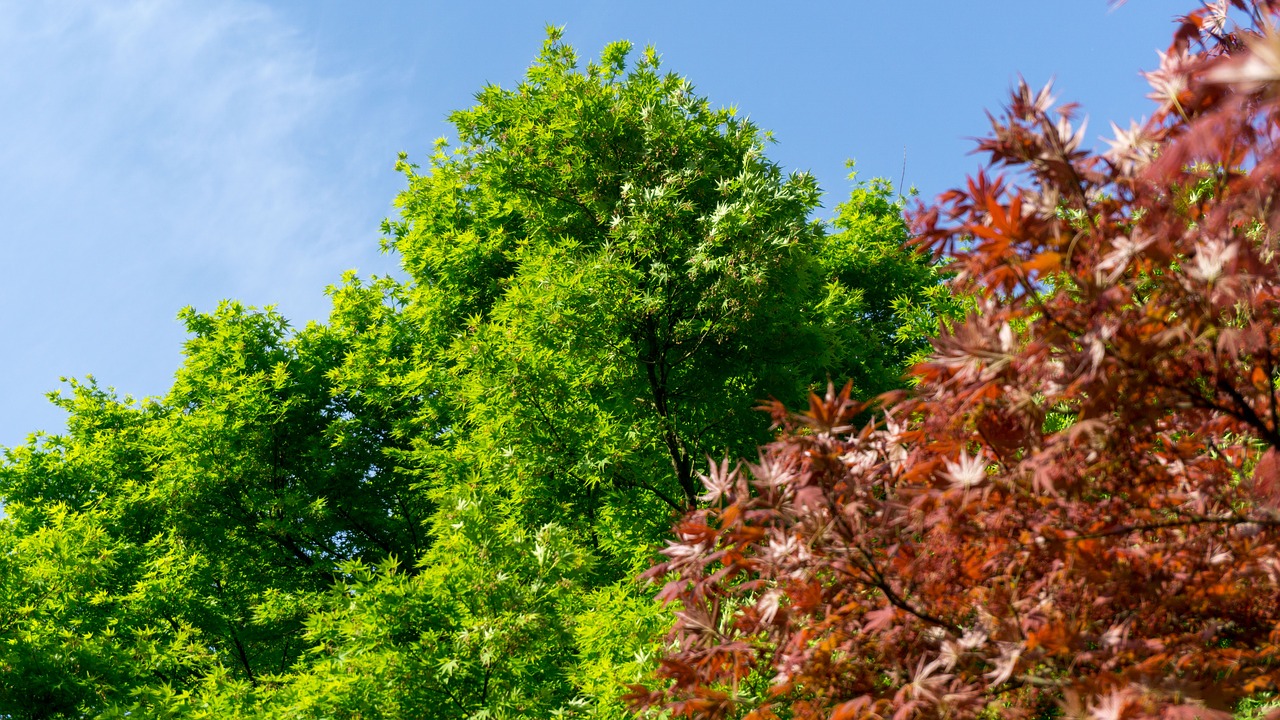 green nature tree free photo