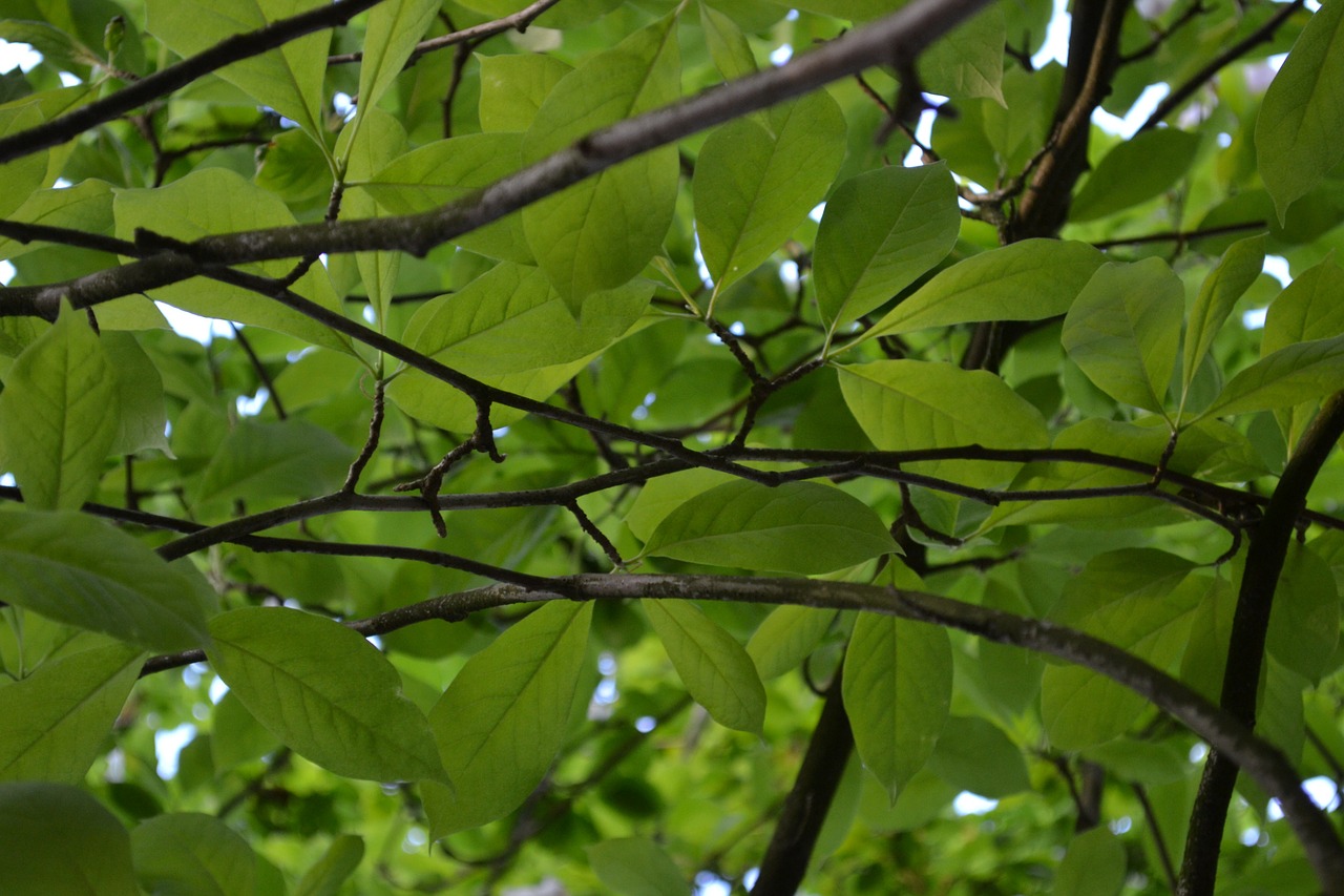 green plants nature free photo