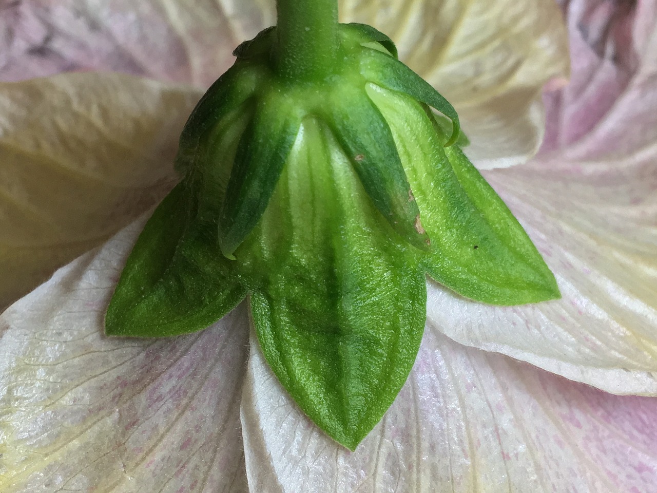 green  flower  nature free photo