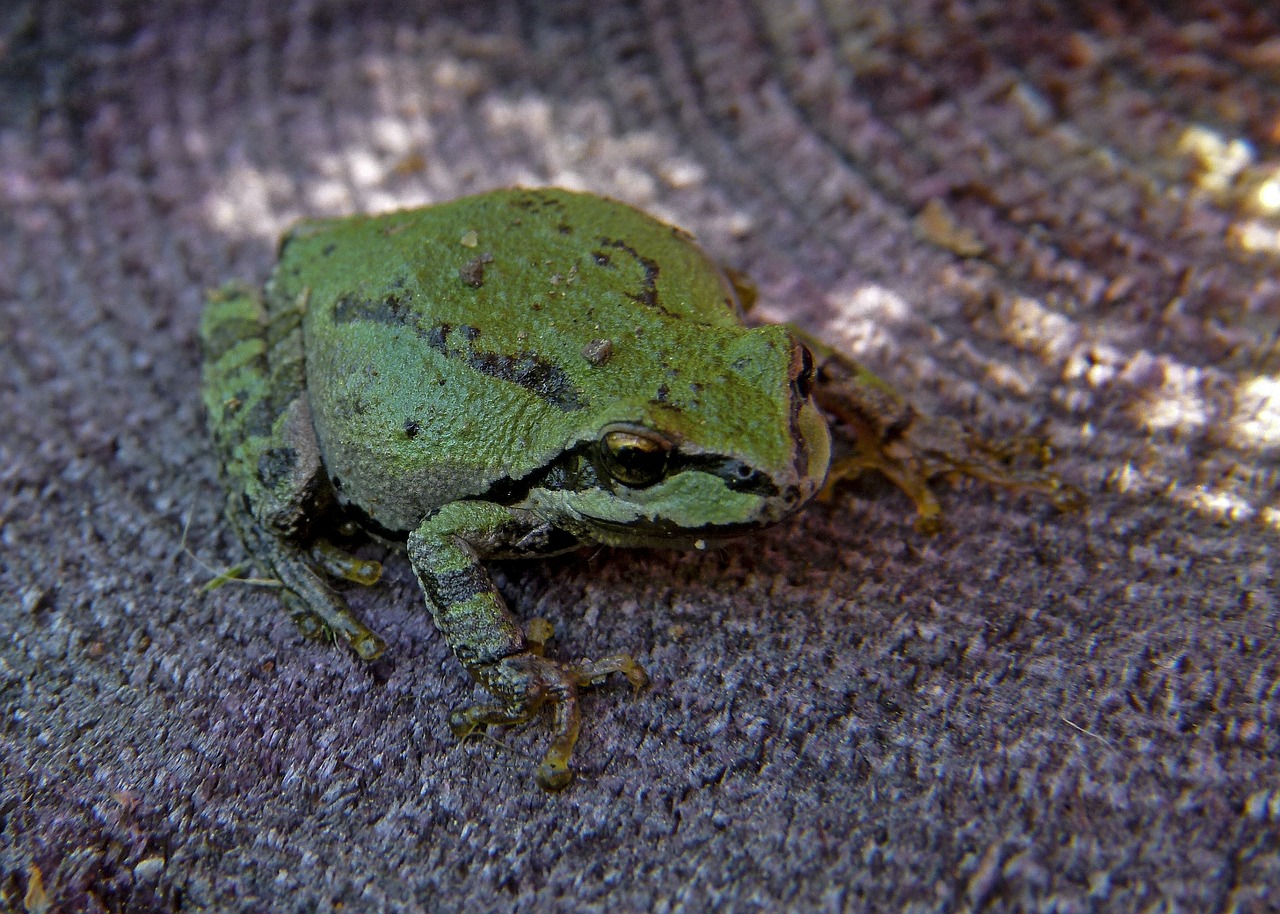 green tree frog frog free photo