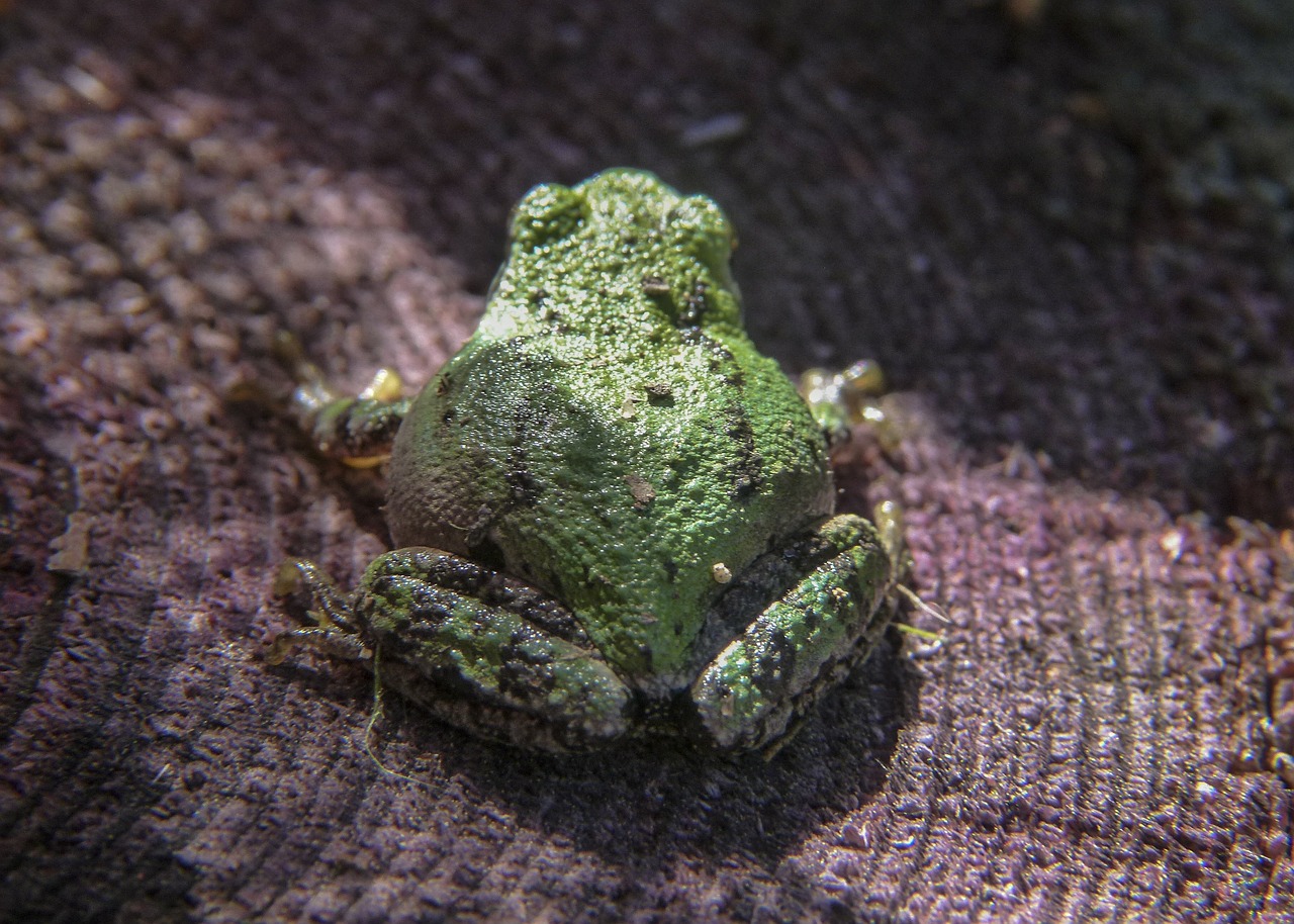 green tree frog frog free photo