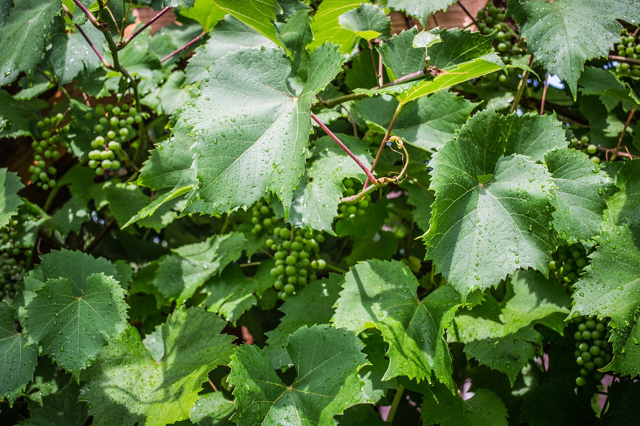 green  the grapes  grapevine free photo