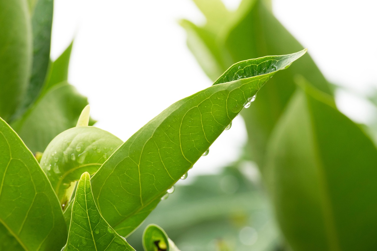 green  tree  plant free photo