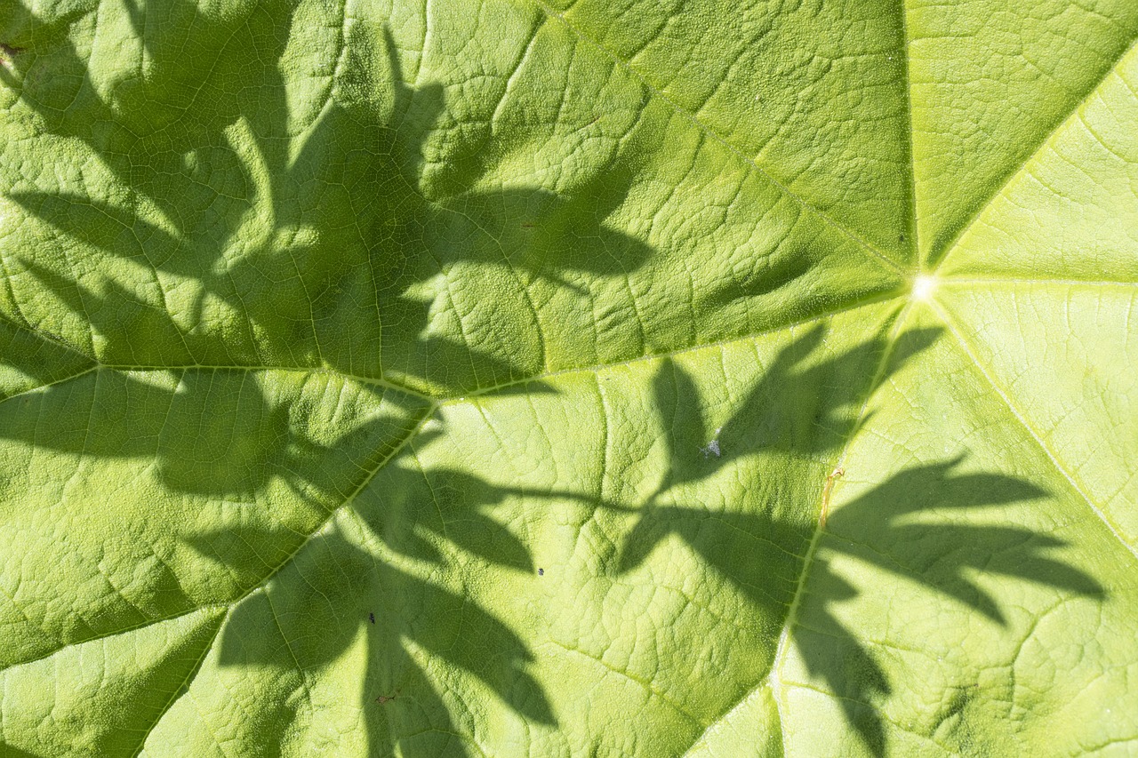 green  leaf  spring free photo