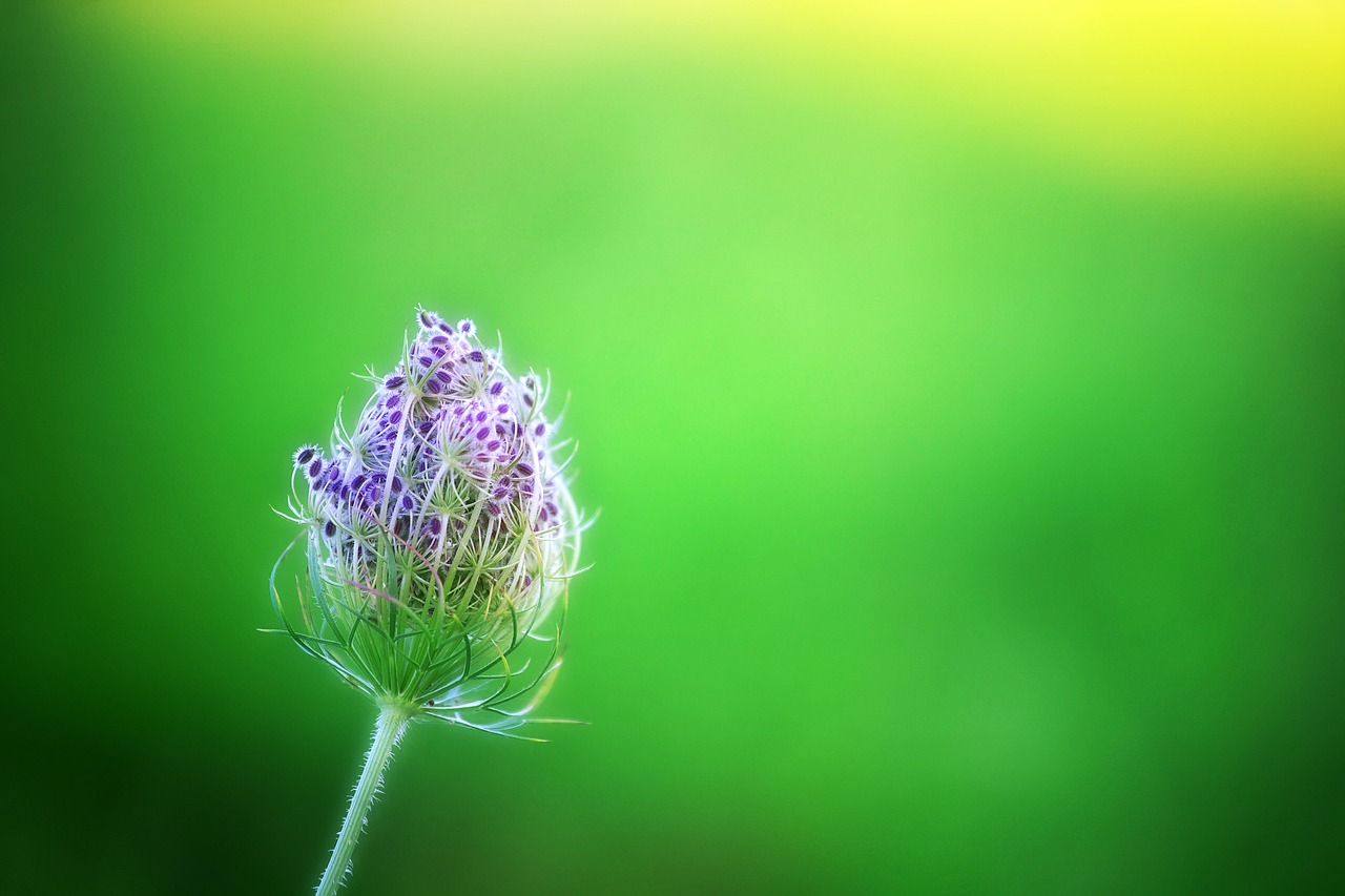 green  bokeh  flower free photo