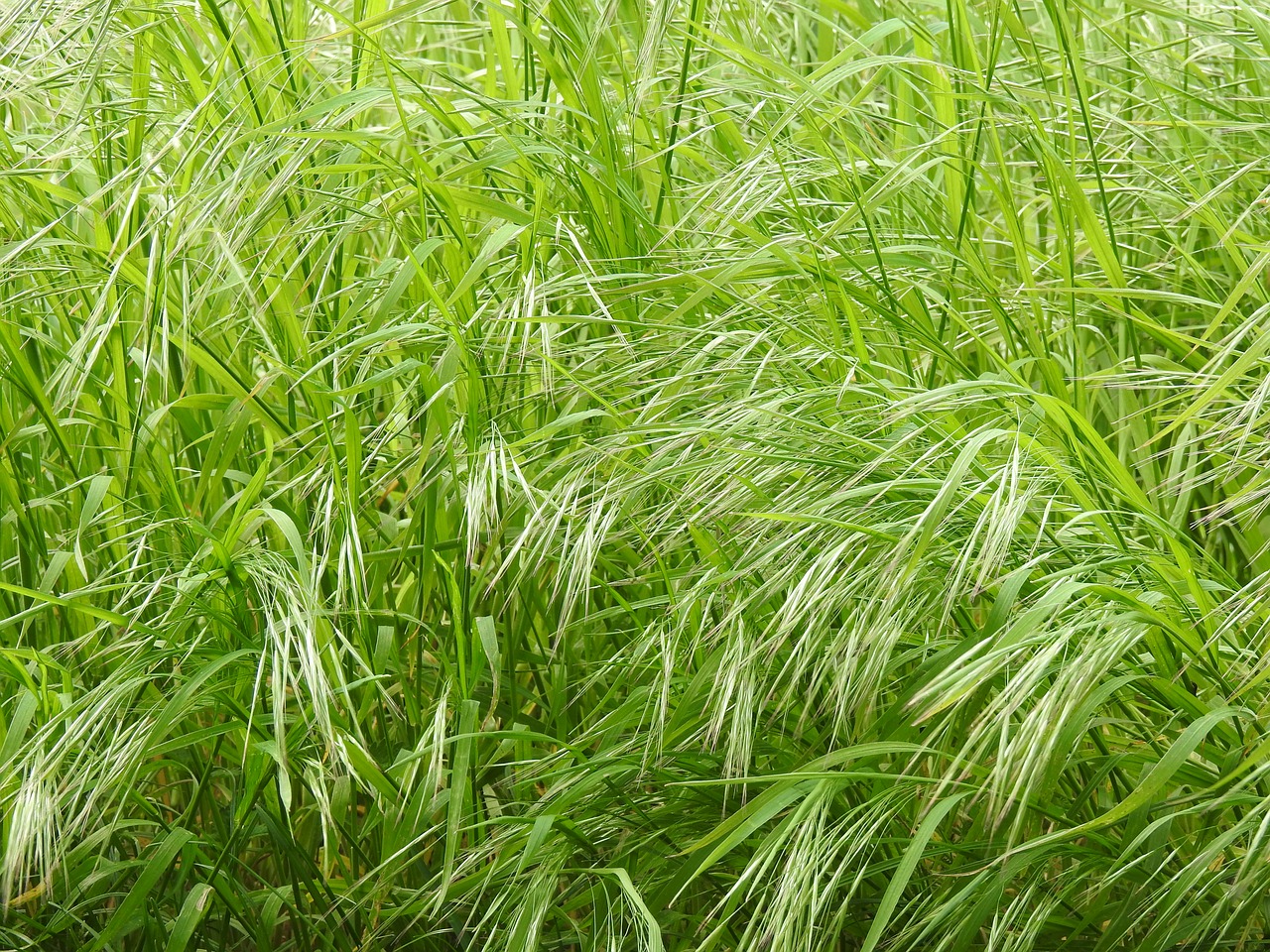 green  grass  meadow free photo