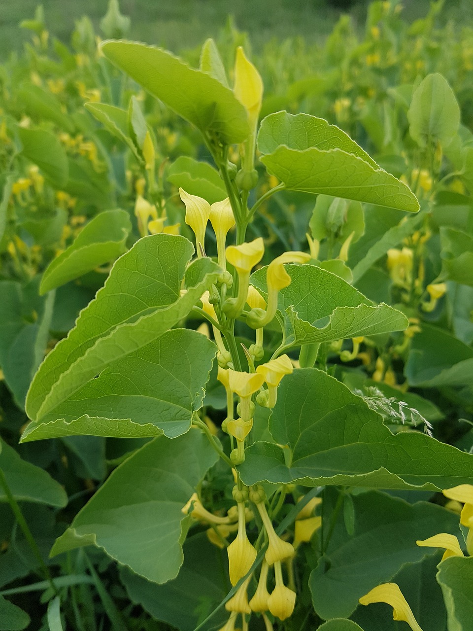 green  yellow  spring free photo