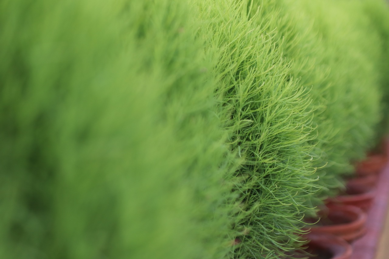 green  nature  plants free photo