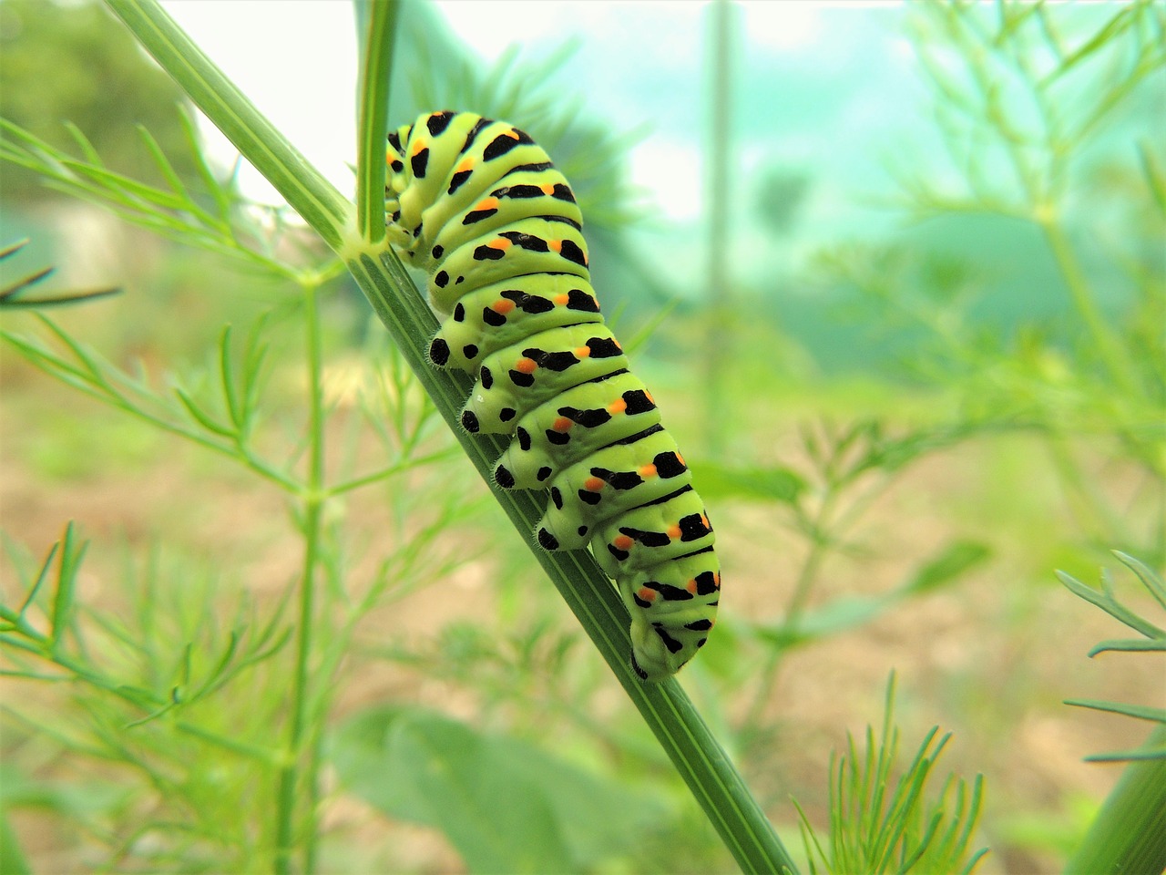 green  caterpillar  hairy free photo